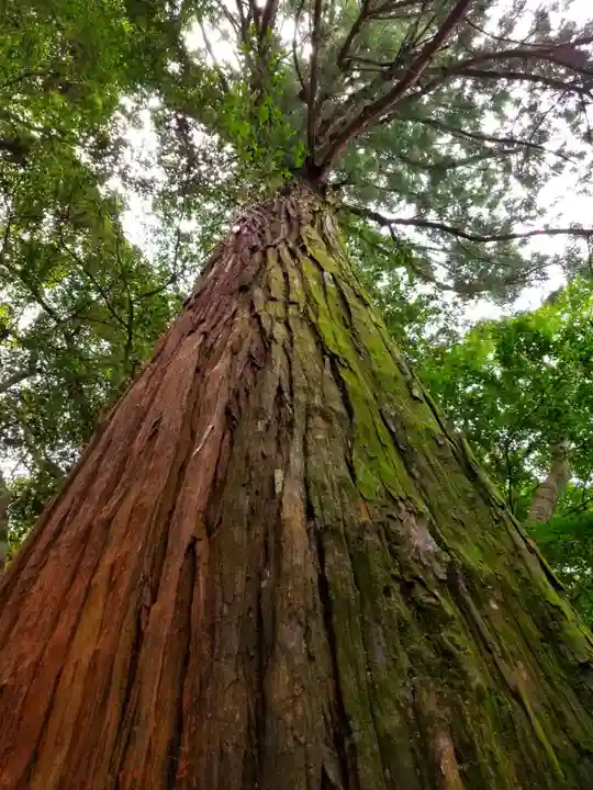 鹿島神宮の自然