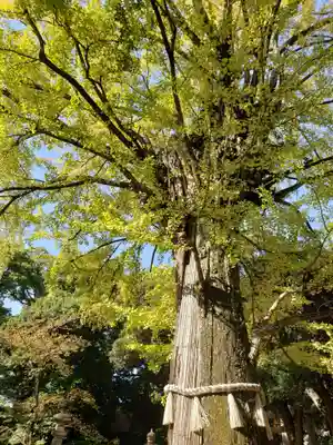 赤坂氷川神社(東京都)