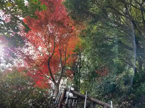 大山寺の自然