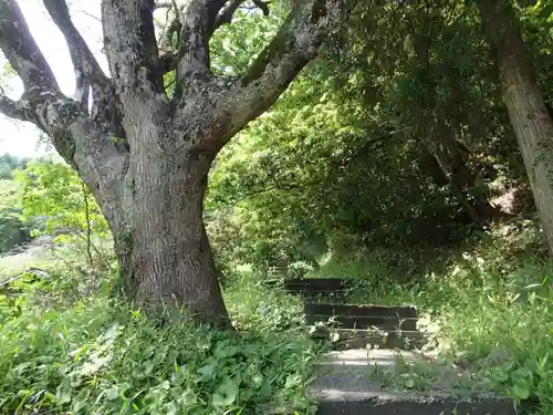 瀧神社（都農神社末社（奥宮））の自然