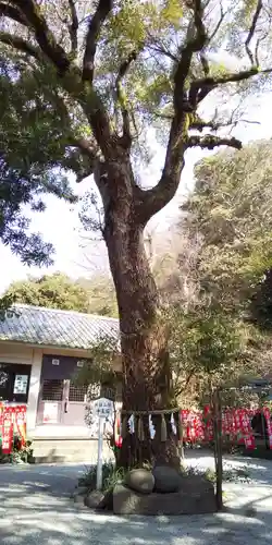 八雲神社（鎌倉・大町）の自然
