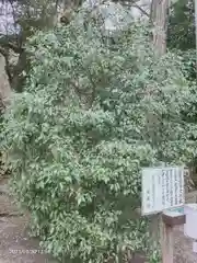 息栖神社の自然