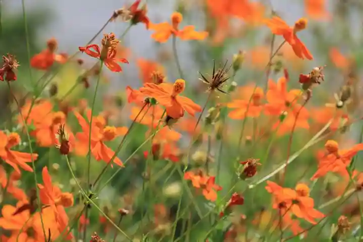 豊景神社の庭園