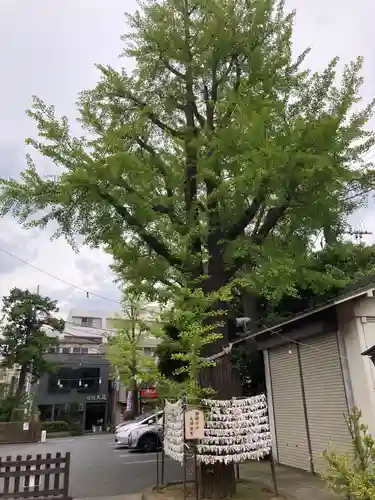 溝口神社(神奈川県)