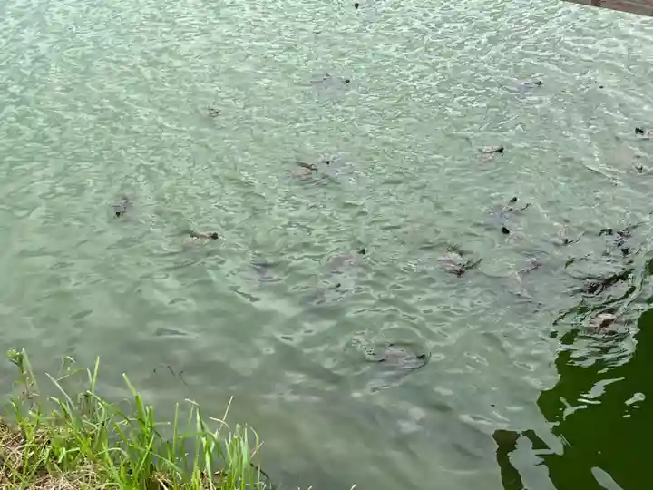 祇園神社の動物