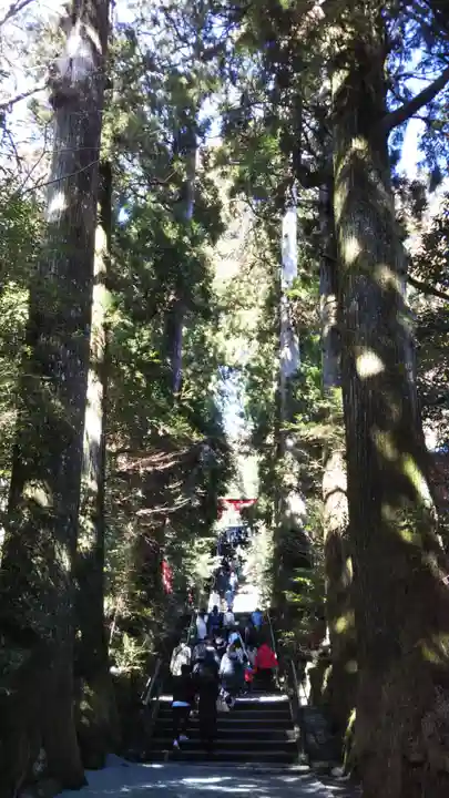 箱根神社の自然