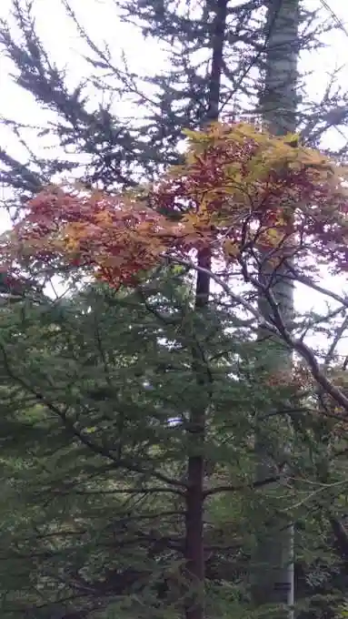 三峯神社(埼玉県)