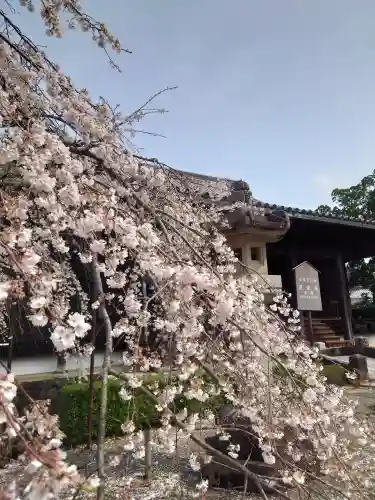 道成寺の{uncategorized: "未分類", other: "その他", undefined: "問題あり", building: "その他建物", grave: "お墓", sacred_gate: "鳥居", guardian: "狛犬", statue: "像", buddha: "仏像", history: "歴史", nature: "自然", garden: "庭園", animal: "動物", pagoda: "塔", temizu: "手水舎", mountain_gate: "山門・神門", sanctuary: "本殿・本堂", subordinate: "末社・摂社", art: "芸術", scenery: "景色", jizo: "地蔵", ema: "絵馬", goshuin: "御朱印", omikuji: "おみくじ", items: "授与品その他", amulet: "お守り", goshuincho: "御朱印帳", eats: "食事", festival: "お祭り", votive_dance: "神楽", shichigosan: "七五三参", wedding: "結婚式", experience: "体験その他", initially: "初詣", around: "周辺", anti_infection: "感染症対策"}