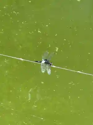 神炊館神社 ⁂奥州須賀川総鎮守⁂(福島県)