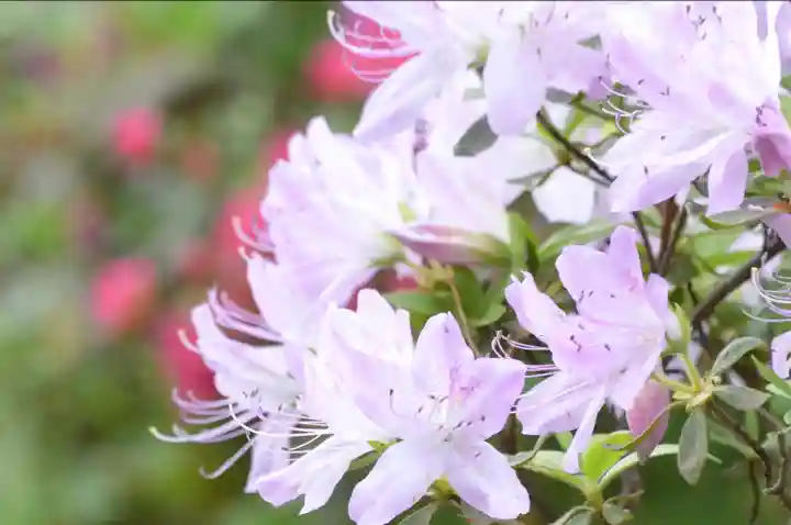 東円寺(山梨県)
