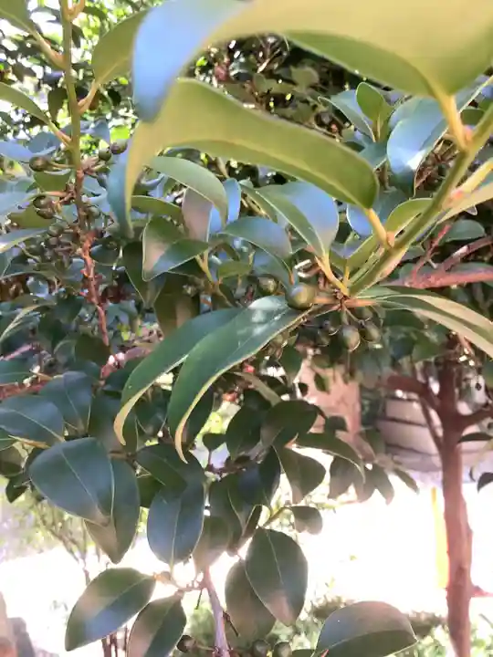 三輪神社の自然