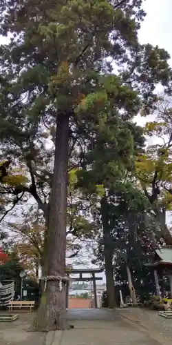 比々多神社の鳥居