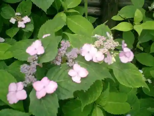 御霊神社の自然