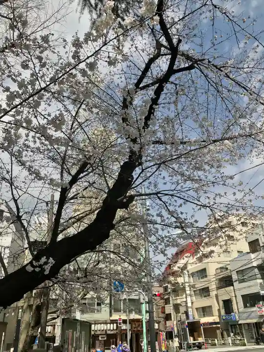 鳩森八幡神社の自然