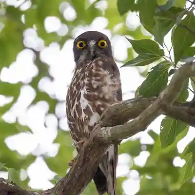 白山姫神社の動物