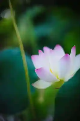 浄土寺(兵庫県)