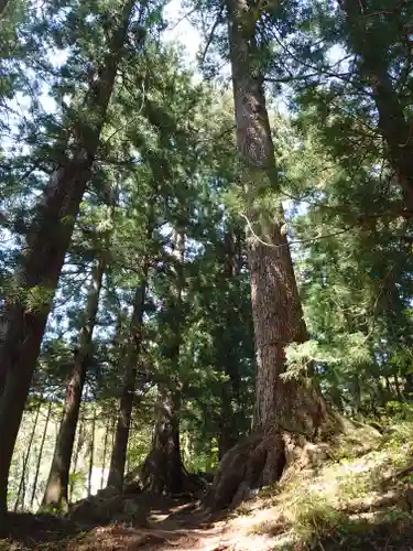 河口浅間神社の自然