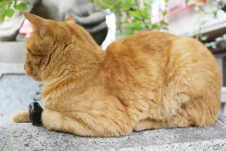 くまくま神社(導きの社 熊野町熊野神社)の動物