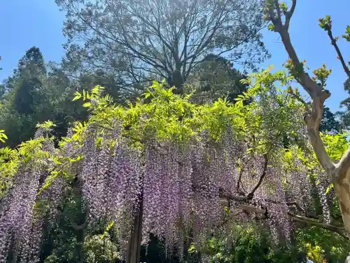 歌泉堂（春日大社神苑萬葉植物園内鎮座）(奈良県)