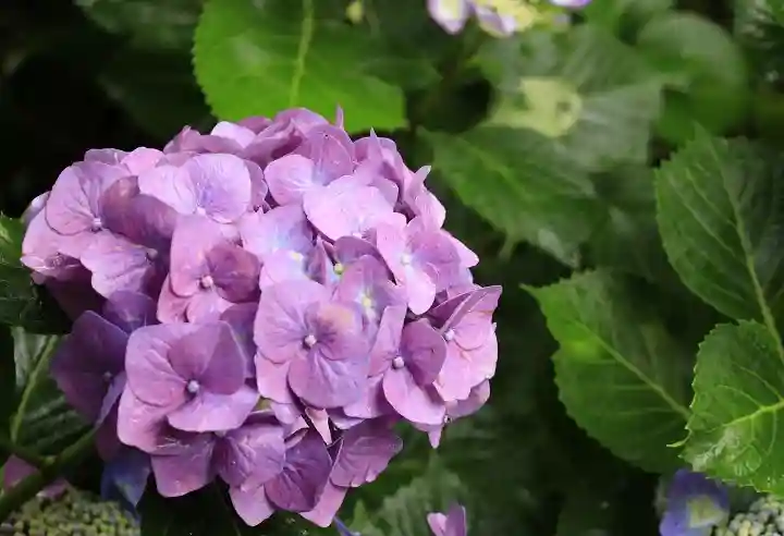 梅宮大社(京都府)