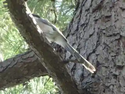 神鳥前川神社の動物