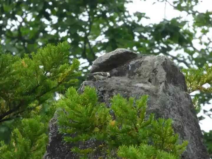 留辺蘂神社の動物