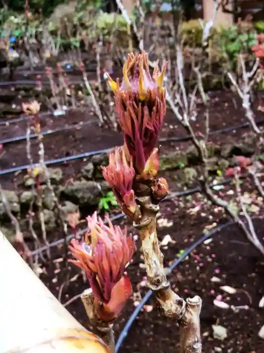 東長谷寺 薬王院(東京都)