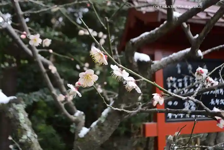 鶴岡八幡宮(神奈川県)