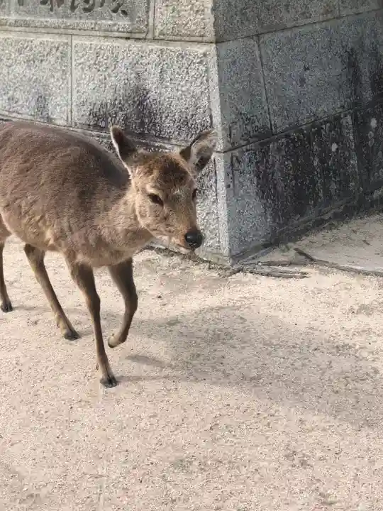 厳島神社の動物