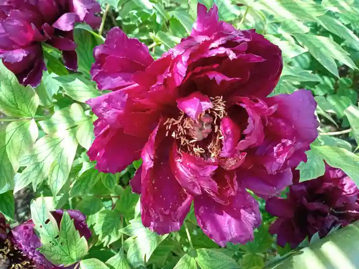 東長谷寺 薬王院(東京都)