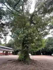 手力雄神社(岐阜県)