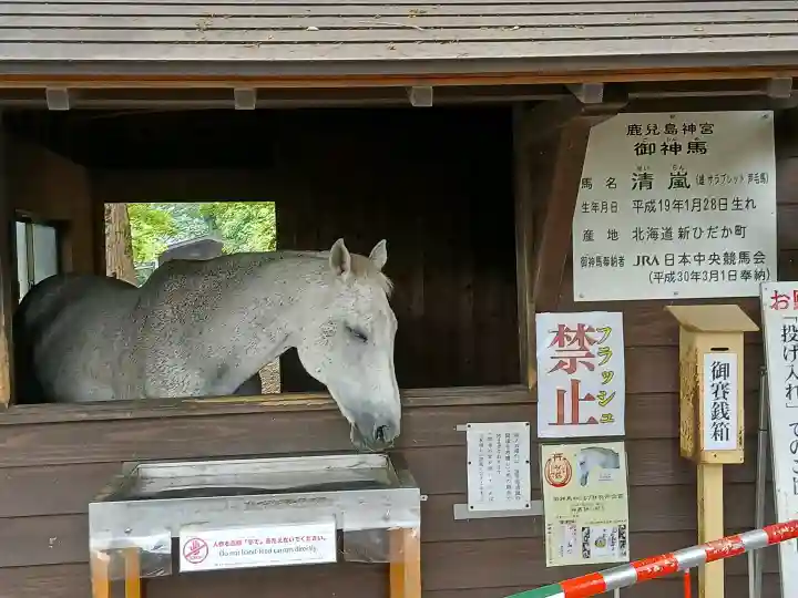 鹿児島神宮(鹿児島県)