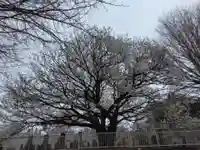 八幡山観音寺(神奈川県)