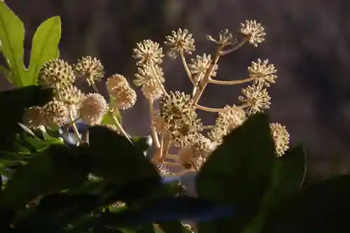 阿久津「田村神社」（郡山市阿久津町）旧社名：伊豆箱根三嶋三社の庭園