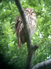 野木神社の動物