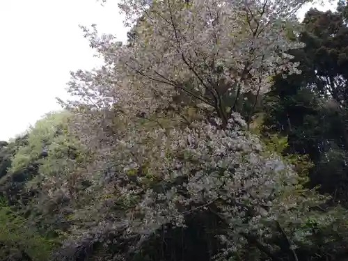 洞泉寺の自然