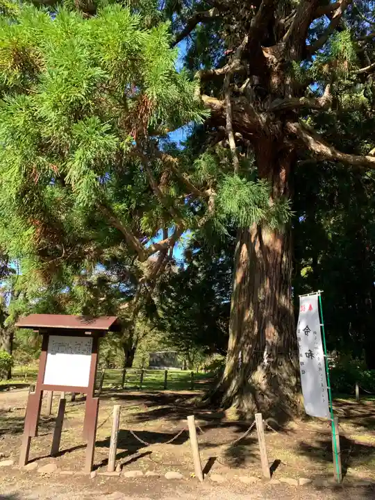 糠部神社の自然