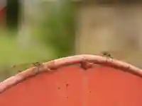留辺蘂神社の動物