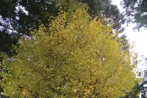 高司神社〜むすびの神の鎮まる社〜の自然