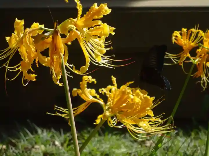 横浜 西方寺の自然