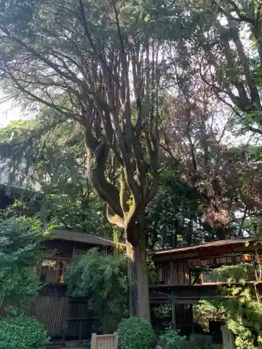 報徳二宮神社の自然
