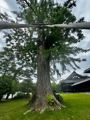 東寺（教王護国寺）(京都府)