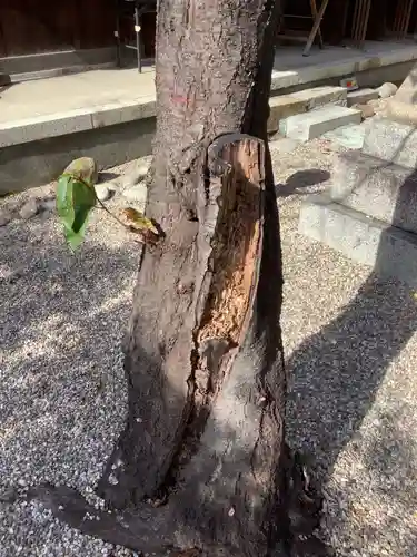 三輪神社の自然