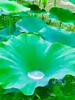 青麻神社の自然