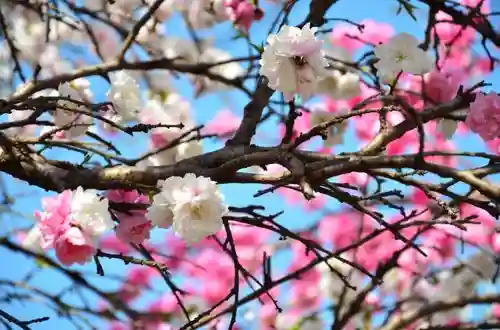 弥生神社の庭園