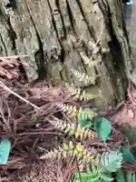 大宮温泉神社(栃木県)