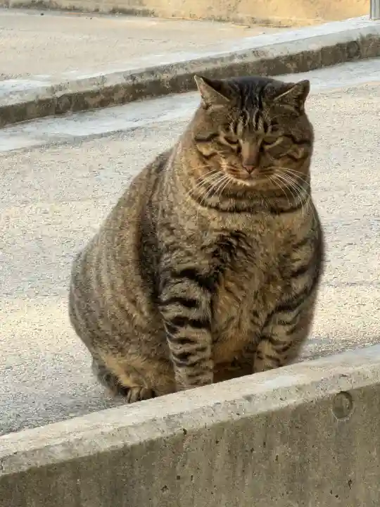 出雲大社(島根県)