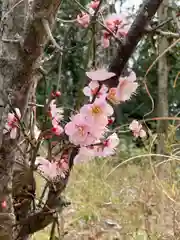 伊和都比売神社の自然