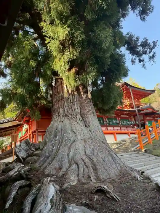 春日大社の{uncategorized: "未分類", other: "その他", undefined: "問題あり", building: "その他建物", grave: "お墓", sacred_gate: "鳥居", guardian: "狛犬", statue: "像", buddha: "仏像", history: "歴史", nature: "自然", garden: "庭園", animal: "動物", pagoda: "塔", temizu: "手水舎", mountain_gate: "山門・神門", sanctuary: "本殿・本堂", subordinate: "末社・摂社", art: "芸術", scenery: "景色", jizo: "地蔵", ema: "絵馬", goshuin: "御朱印", omikuji: "おみくじ", items: "授与品その他", amulet: "お守り", goshuincho: "御朱印帳", eats: "食事", festival: "お祭り", votive_dance: "神楽", shichigosan: "七五三参", wedding: "結婚式", experience: "体験その他", initially: "初詣", around: "周辺", anti_infection: "感染症対策"}