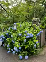 明月院(神奈川県)